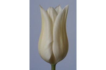 WHITE TRIUMPHATOR
